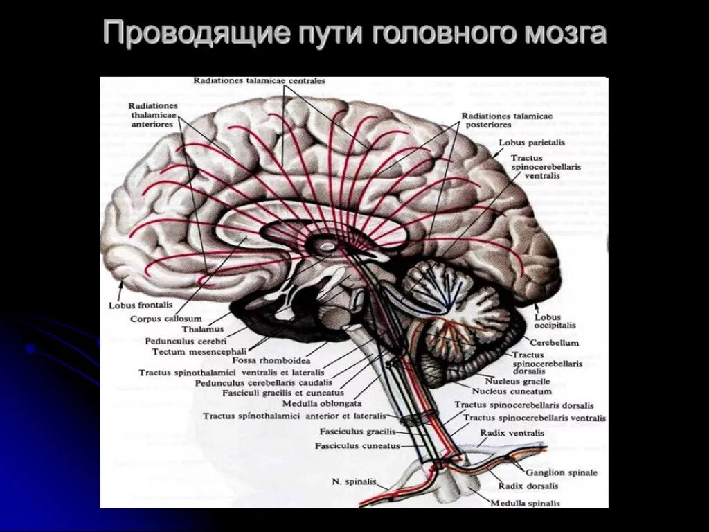 Проводящие системы головного мозга