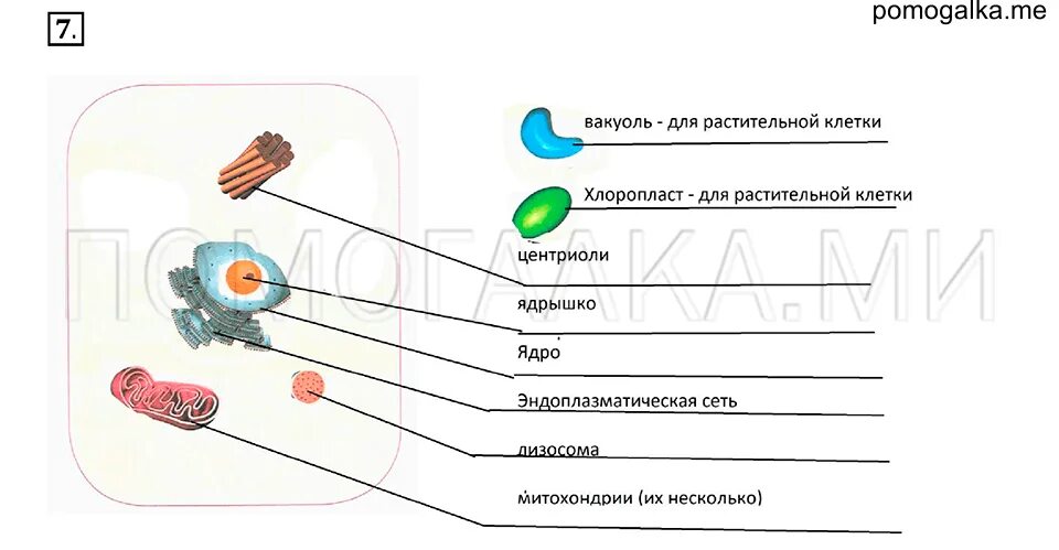 Биология 5 класс рабочая тетрадь стр 76. Тетрадь по биологии 6 класс. Биология 5 класс рабочая тетрадь строение клетки. Биология 6 класс Сонин. Интерактивная тетрадь по биологии строение клетки.