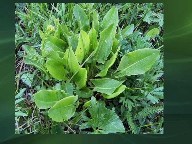 Женский орган в виде щавеля. Щавель Водный (Rumex aquaticus l). Щавель трава. Щавель Маршала. Щавель Лапландский.