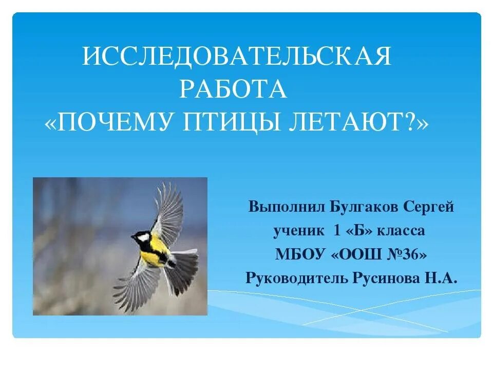 Почему птицы летают. Исследовательский проект на тему птицы. Проект на тему почему птицы летают. Зачем птицам летать.