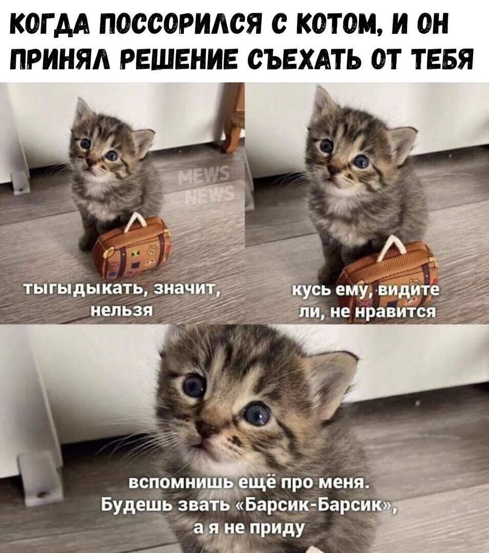 Про котиков лучше