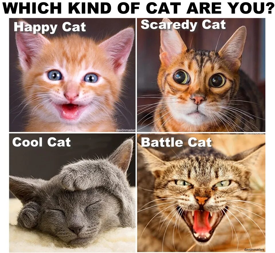 What Cat are you. How are you Cats. Cat which. Тест кошка настроение. This your cat