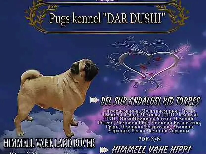 Ротвейлер на вязку город оренбург. Родословная щенка ркф документы. Ркф документы бланк общепометная карта образец. Ркф вязка. Ркф вязка.