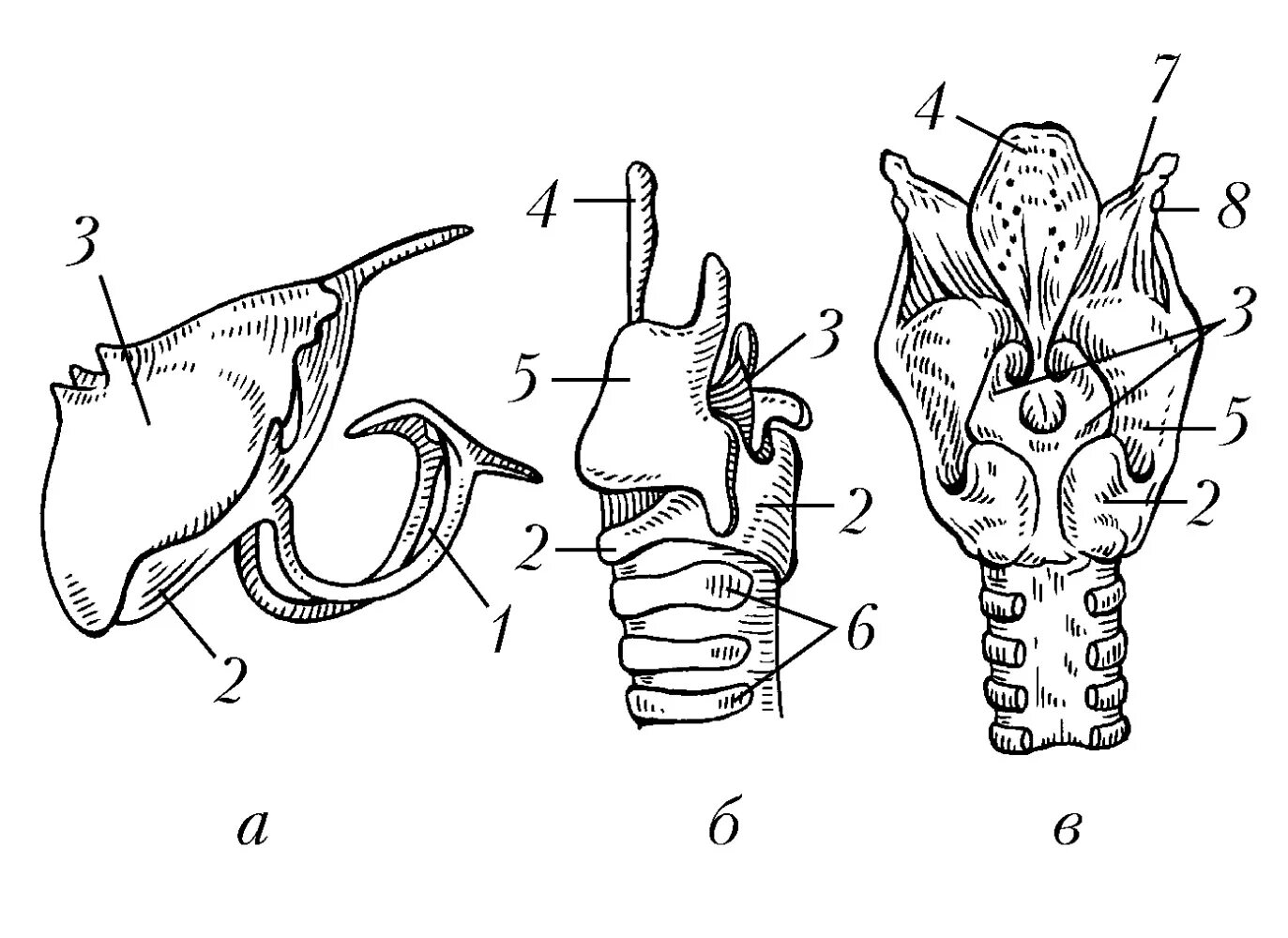 На рисунке изображено строение гортани выберите две. Надгортанник и щитовидный хрящ. Строение гортани анатомия рисунок. Хрящи гортани схема. Надгортанник хрящ анатомия.