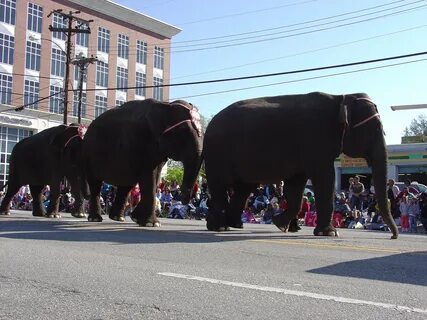 Elephant parade