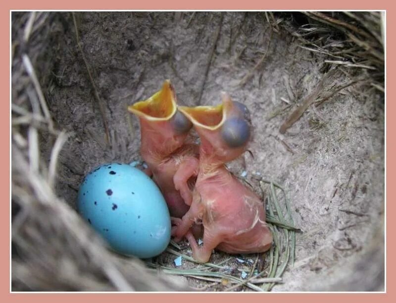 Родила яйцо. Птенец желторотик вороны. Птенцы высиживают яйца. Птенец куропатки вылупившийся. Гнездовые птенцы.