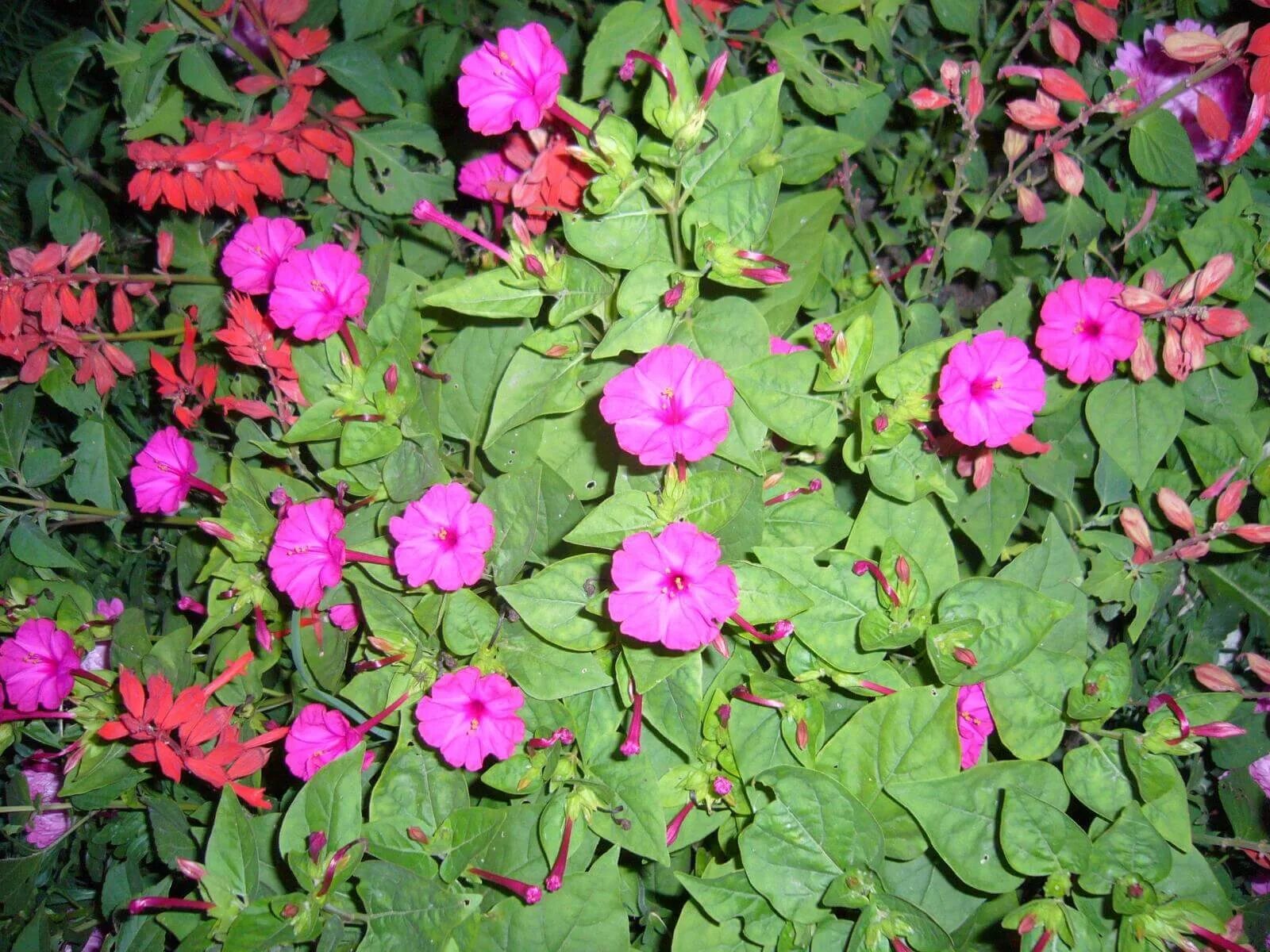 Какой процент ночной красавицы с розовыми цветками. Мирабилис куст. Цветок ночная красавица мирабилис. Мирабилис сатин.