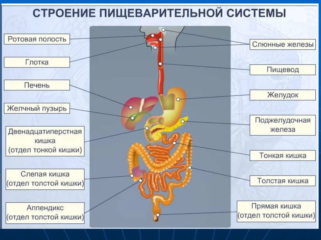 Какую функцию выполняют органы пищеварительной железы. Пищеварительная система человека строение и функции. Схема строения пищеварительной системы. Основные функции отделов пищеварительной системы человека. Строение пищеварительной системы человека 8 класс биология.