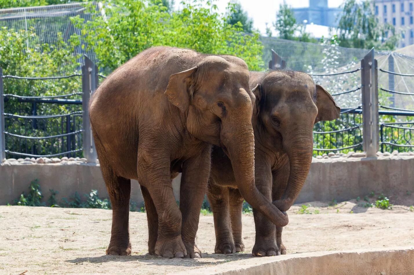 Ташкентский зоопарк слон. Гигантский слон. В зоопарке 10 слонов что составляет. День защиты слонов в зоопарках 20 июня. Слоны в зоопарке.