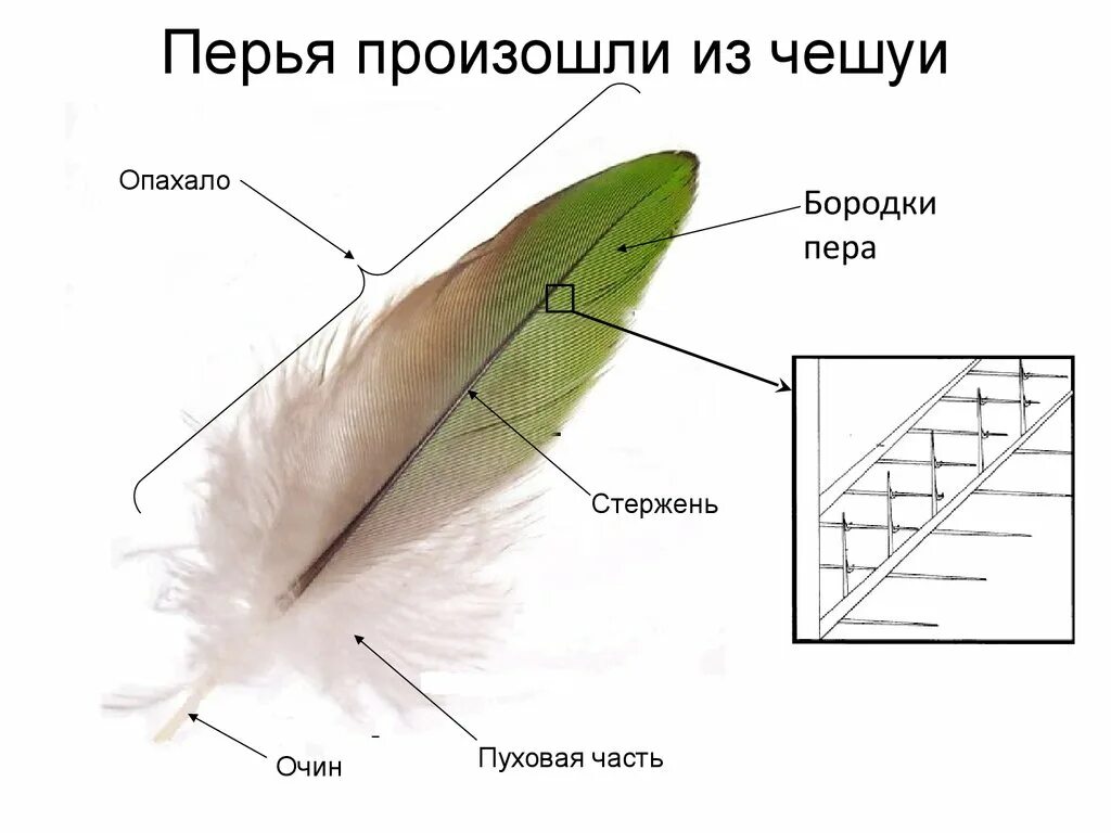 Схема строения контурного пера. Пуховое перо голубя строение. Схема строения пухового пера у птиц. Строение контурного махового пера птицы.