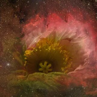 Aurea cosmica slowed