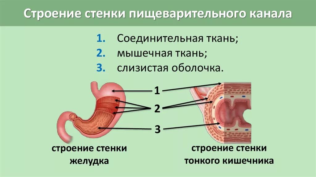 Строение стенки пищеварительного канала анатомия. Строение стенок органов пищеварительной системы. Общий план строения стенки органов пищеварительного канала. Строение пищеварительной системы пищеварительный канал. Строение оболочки желудка