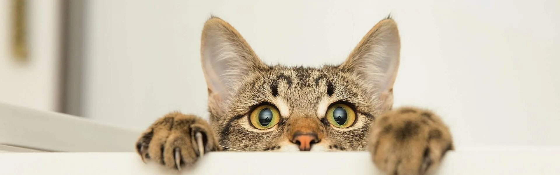 Facts about cats. Cat about that. Кот тишка. Кот показывает фигу. Strange cat.