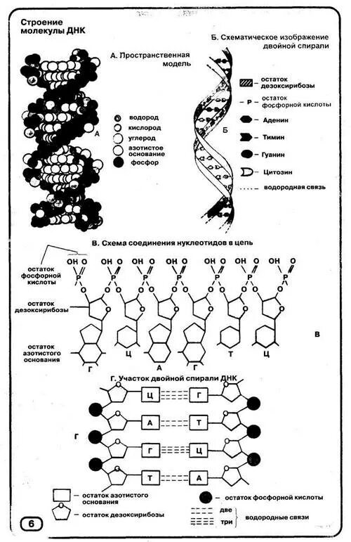 Схема строения участка молекулы ДНК. Структура молекулы ДНК схема. Схематическое строение ДНК. Строение нуклеотида молекулы ДНК.
