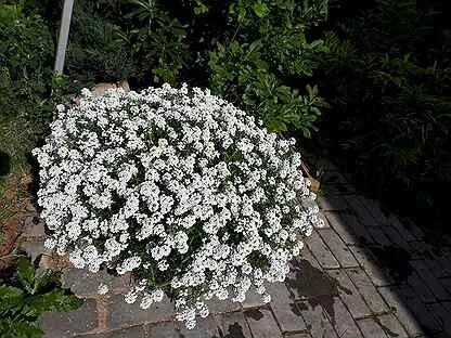 Как черенковать алиссум сноу принцесс