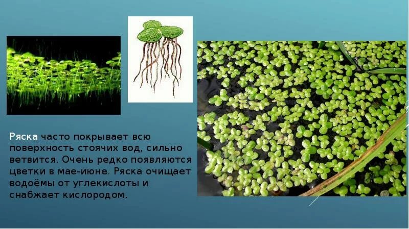 Редко появляется