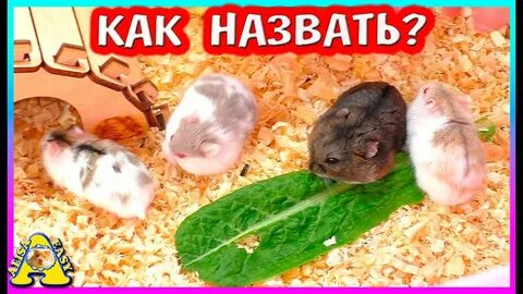 Алиса дай мне хомяка