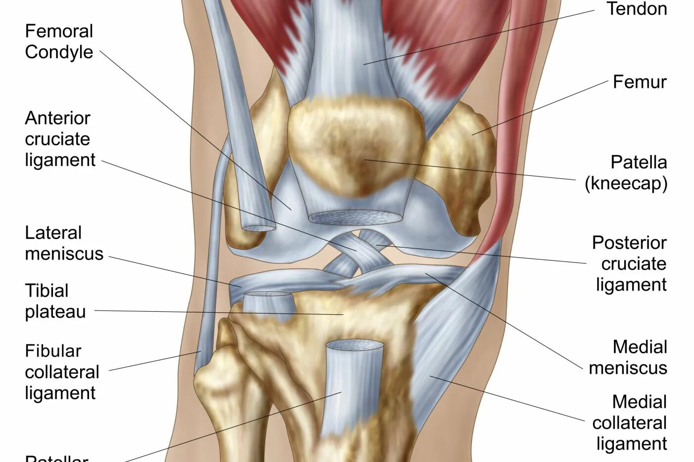 Связка называться. Коленный сустав Неттер. Ретинакулум коленного сустава. Ligamentum Patellae анатомия. Мышцы коленного сустава анатомия человека.