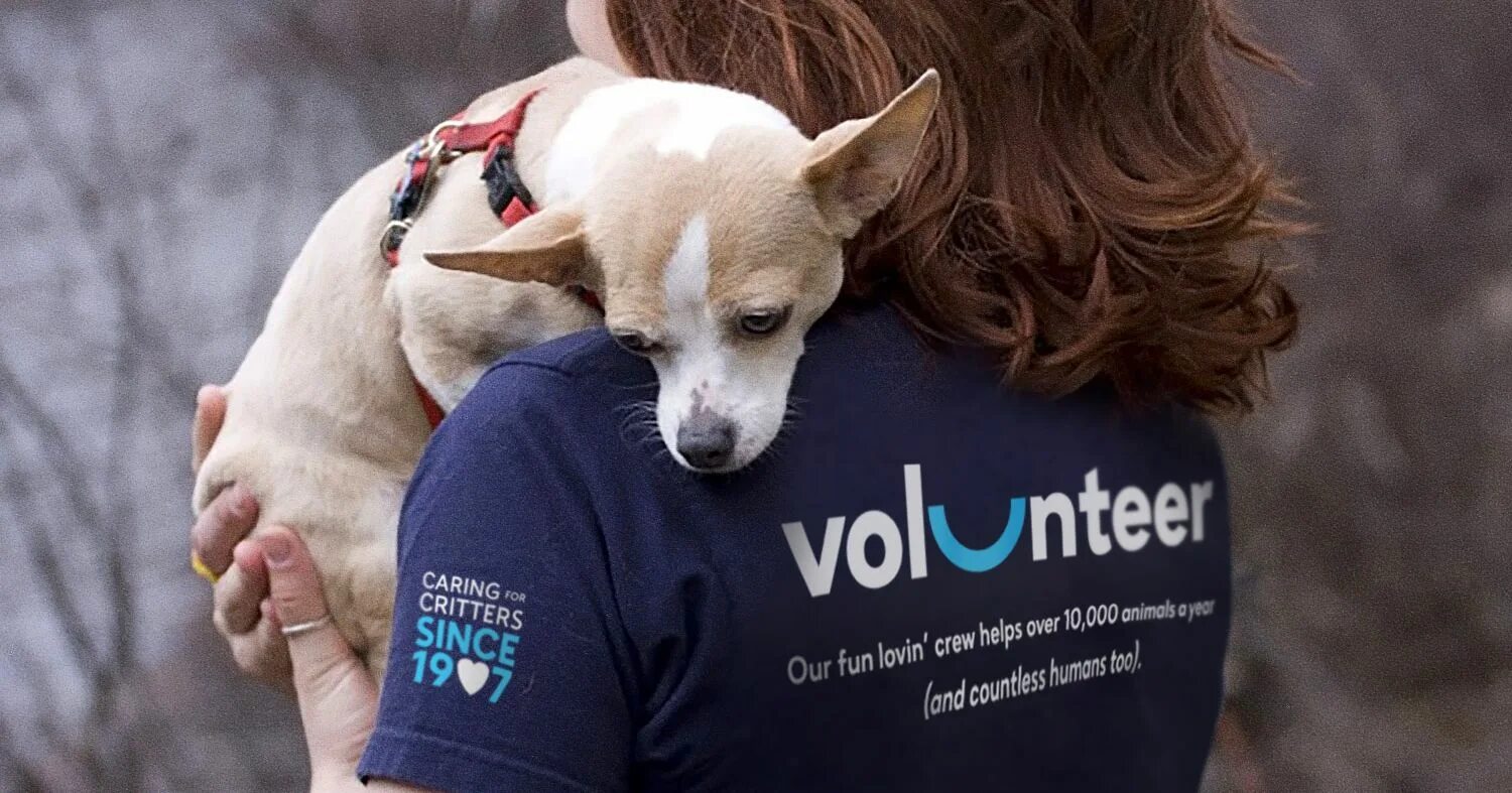 Shelter бренд. Animal Care Volunteers. Футболки волонтеров. Animal shelter volunteer