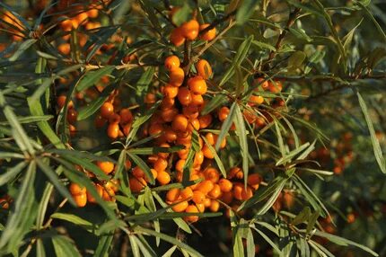 Daryo boyida tukli mushuk bilan yalangoch qiz