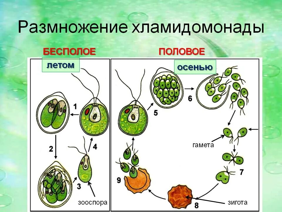 Водоросли оплодотворение. Схема полового размножения хламидомонады. Бесполое размножение хламидомонады. Размножение хламидомонады схема. Размножение водорослей хламидомонада.