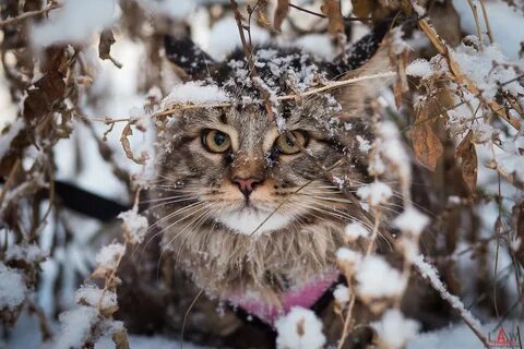 Животные, Зима, Снег, Кошка, Кошки - обои на рабочий стол компьютера (42121...