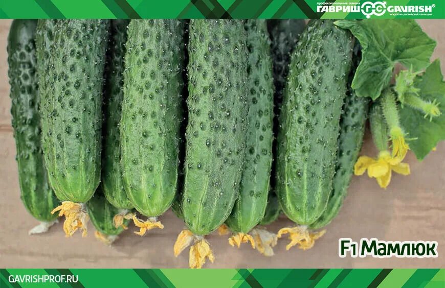 огурец канцлер f1. огурец стартап. огурец стартап f1. огурец стартап. огурец стартап.