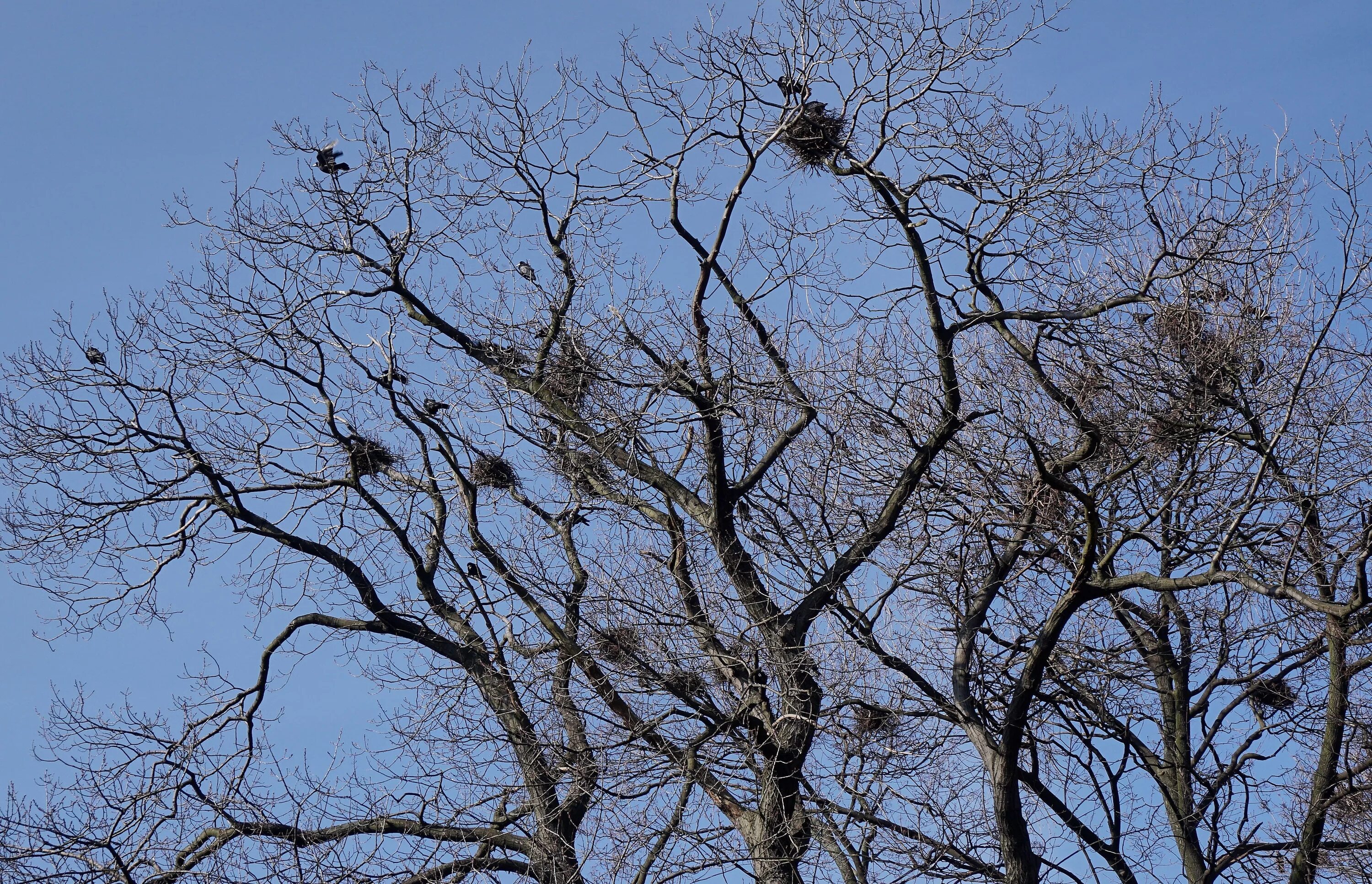 Птичьи гнезда на деревьях. Грачевник гнезда. Грач март гнездовье. Гнездо на дереве.