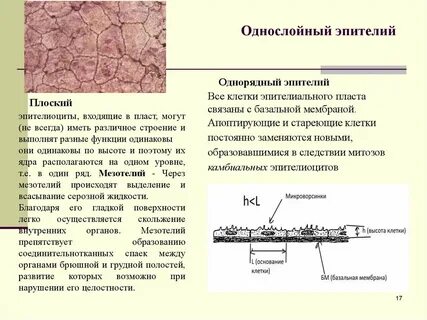 Источники развития эпителия