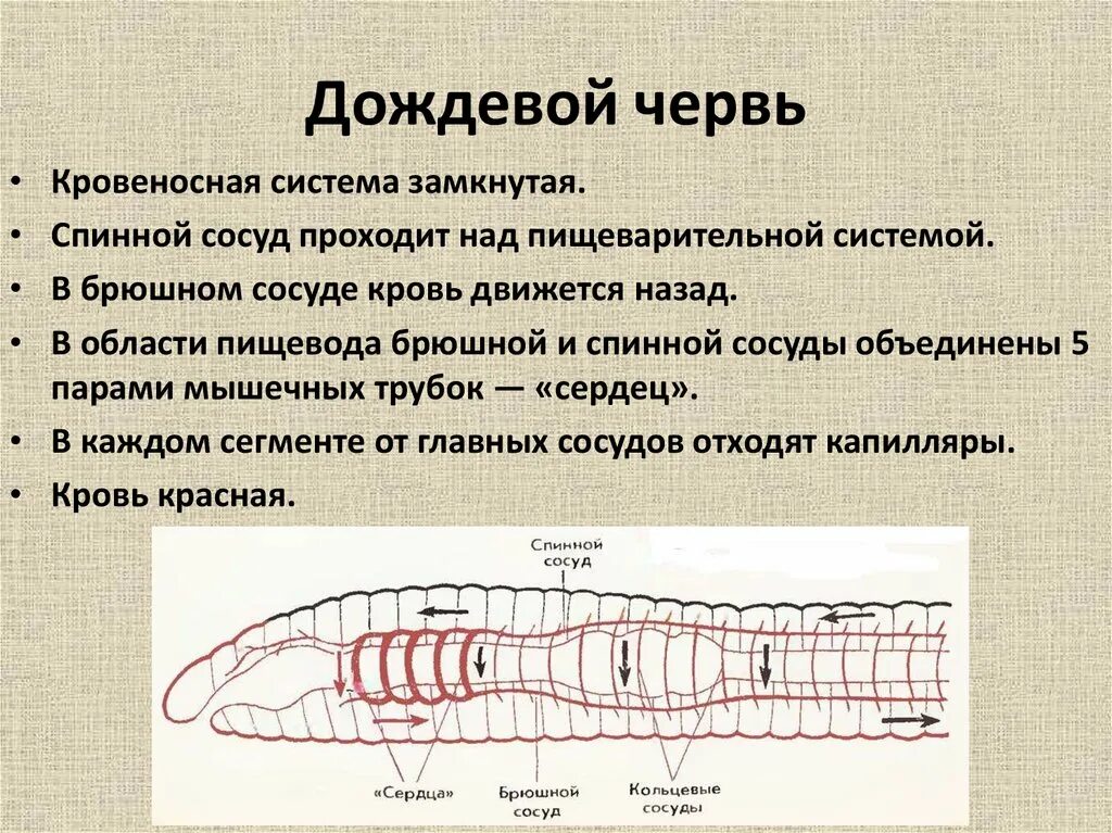 Кровообращение червей. Система кровообращения кольчатых червей. Функции кровеносной системы дождевого червя. Какая кровеносная система у дождевого червя. Тип кровеносной системы у дождевого червя.