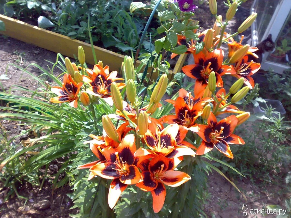 Lily 'Easy Salsa' Bulbous plants, Easy salsa, Summer flowering bulbs