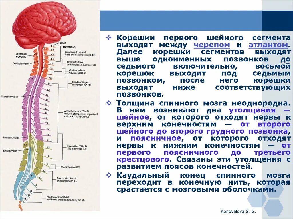 Шейный сегмент. Спинной мозг. шейные корешки. восьмой шейный корешок. где находится спинной мозг у человека.