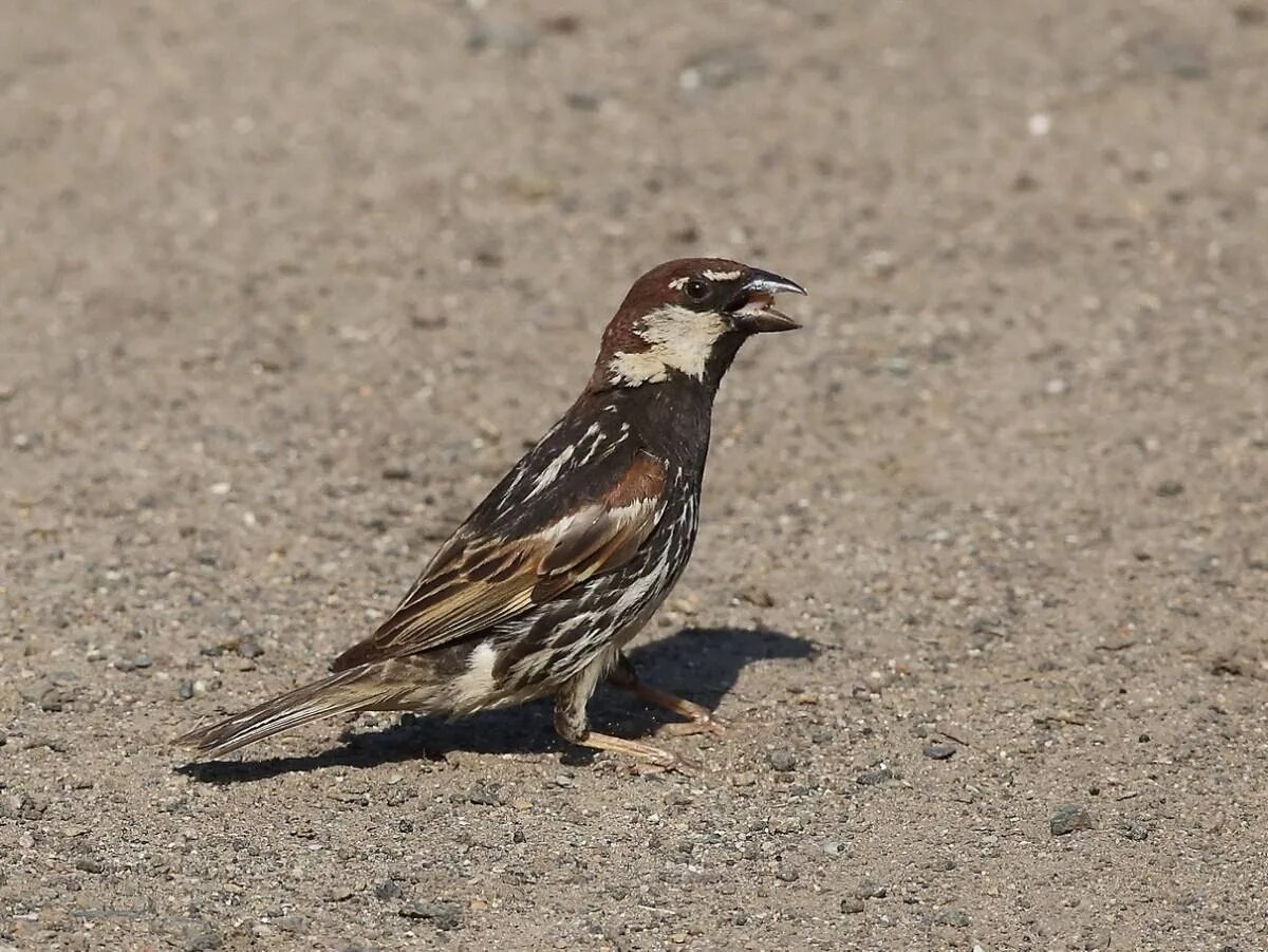 Passer hispaniolensis. Passer hispaniolensis т., 1820.