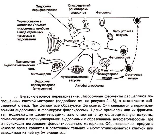 Слияние лизосомы с фагоцитозным пузырьком. Остаточное тельце лизосомы. Остаточные тельца лизосом. Схема фагоцитоза лизосом. Образование лизосом при фагоцитозе.