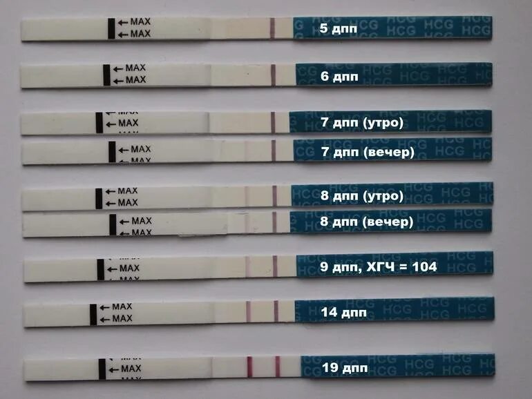Тесты на беременность после подсадки эмбриона. Тест на беременность 5 дней после подсадки. Тесты на беременность после переноса эмбрионов 5. Тест на беременность на 7 день после переноса эмбрионов. Тест на беременность после криопереноса 5.