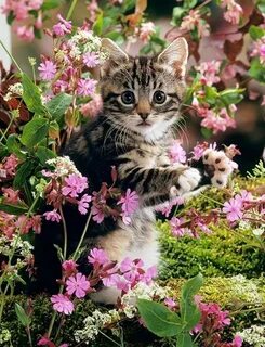 Котенок с цветами картинки