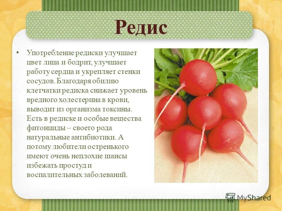 Чем полезна редиска для женщин. Редиска. Полезные витамины в редиске. Редис польза. Редис описание характеристика.