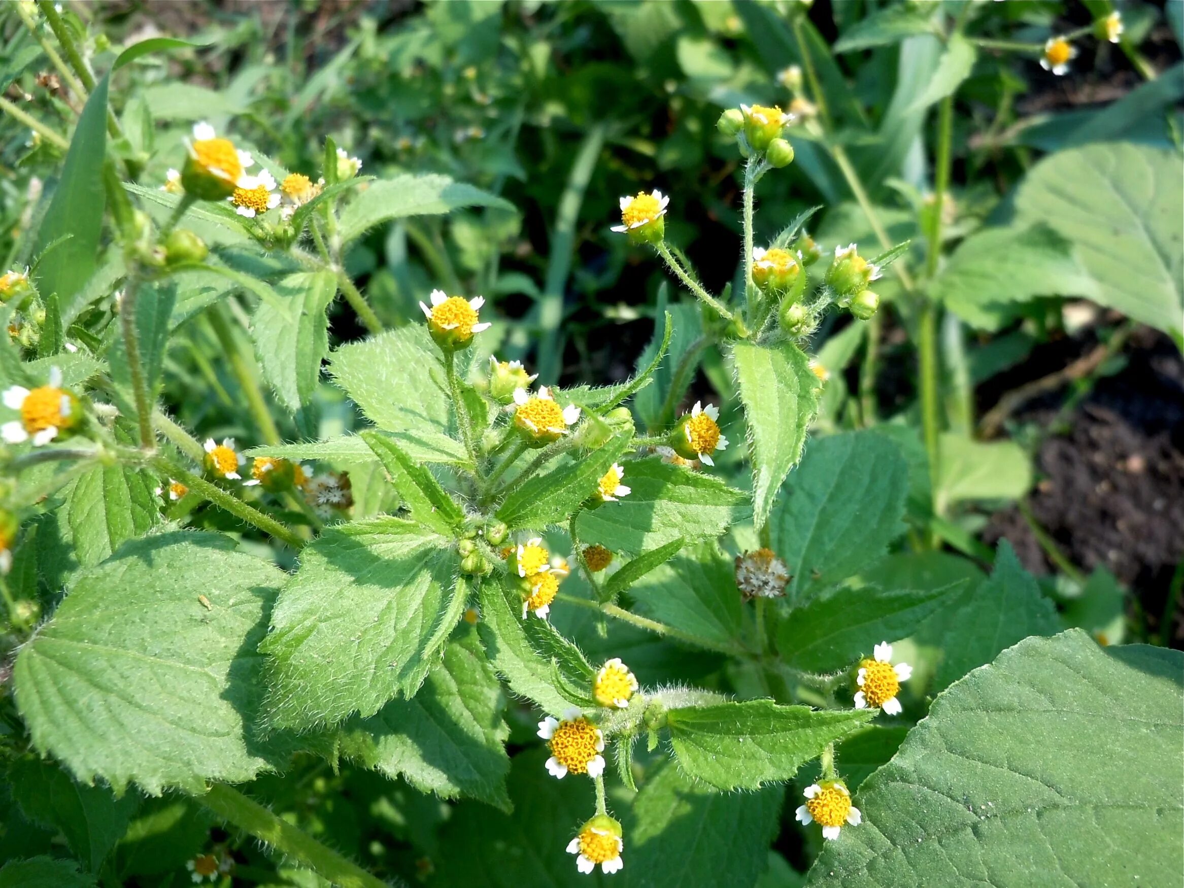 Albahaca silvestre (Galinsoga parviflora) Otros nombres vulgares: SAETILLA, PACO