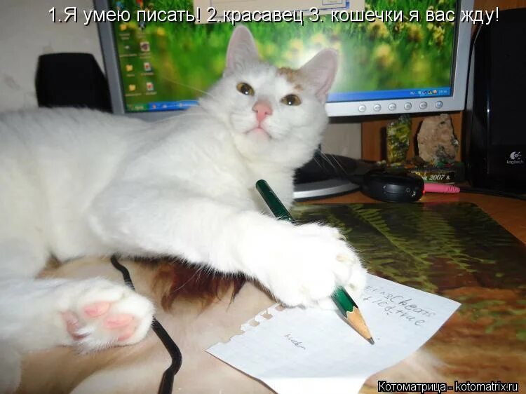 Почему не пишешь. Девушки пишущие первыми. Ты будешь мне писать нет я же кот. Мем много пишет. Папа решает а вася сдает картинка.