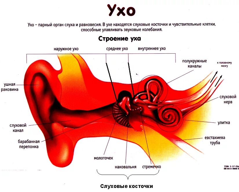 Какое значение органа слуха. Функции слухового анализатора. Слуховой анализатор наковальня. Строение слухового анализатора. Схема строения органа слуха.