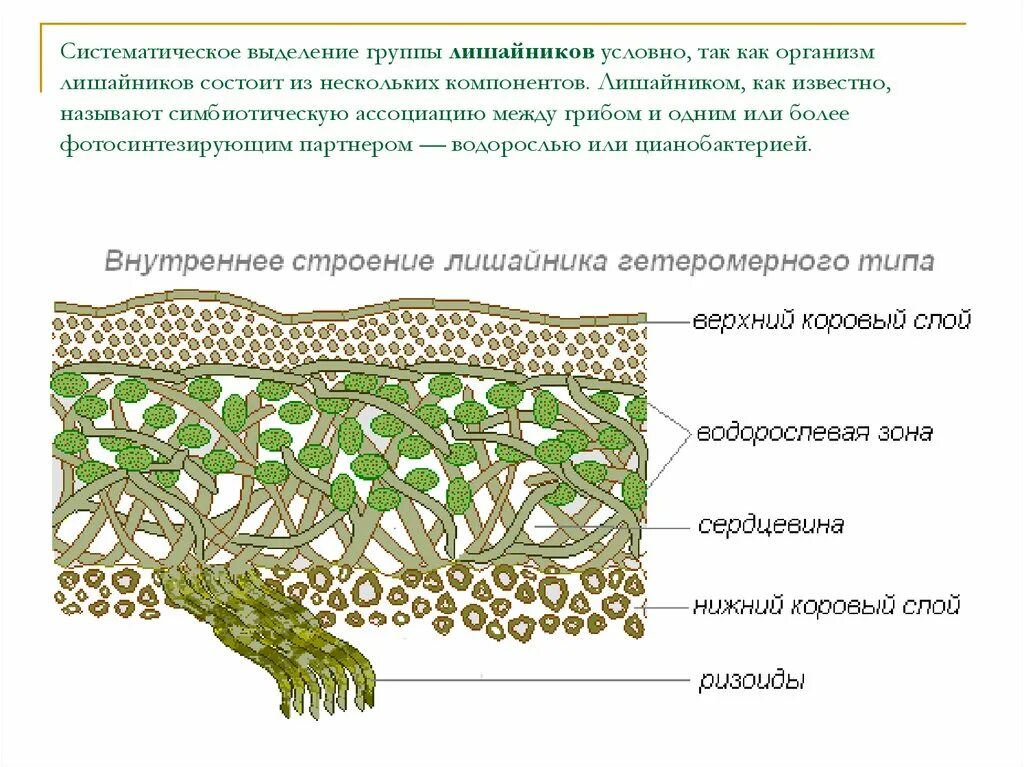 Грибы растительные организмы утратившие способность к фотосинтезу. Строение таллома лишайника. Строение лишайника слоевща. Строение слоевища лишайника рисунок. Схема внутреннего строения лишайника.