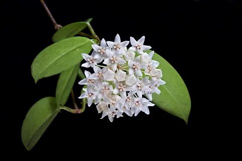 Australis