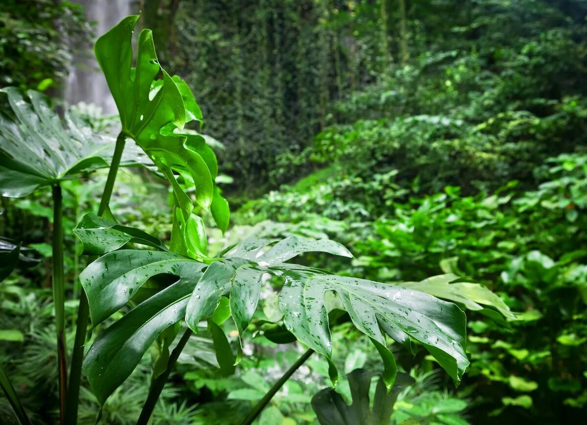 Монстера деликатесная, или монстера привлекательная (лат. Monstera deliciosa)