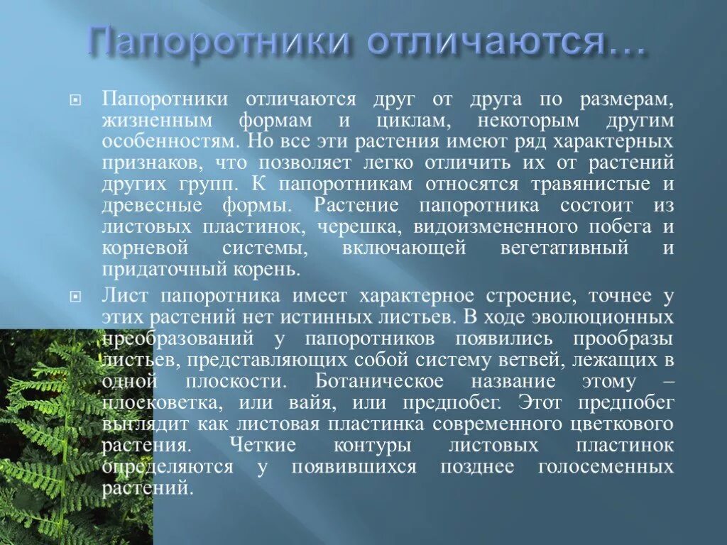 Папоротник в отличие от водорослей имеет. Папоротники презентация. Характеристика папоротников. Величина растения папоротники. Папоротник доклад.