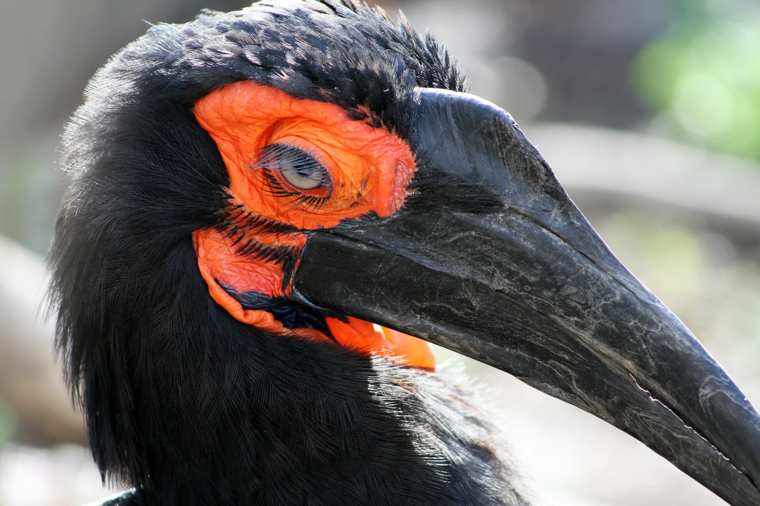 Ground Hornbill птица. Тукан анфас. Southern ground Hornbill. Рогатый Тукан.