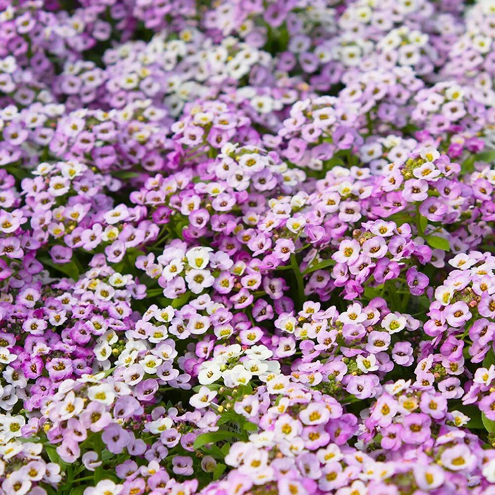 алиссум фиолетовая королева. алиссум мэджик циклес. мэджик циклес. левкой алиссум. алиссум мэджик микс.