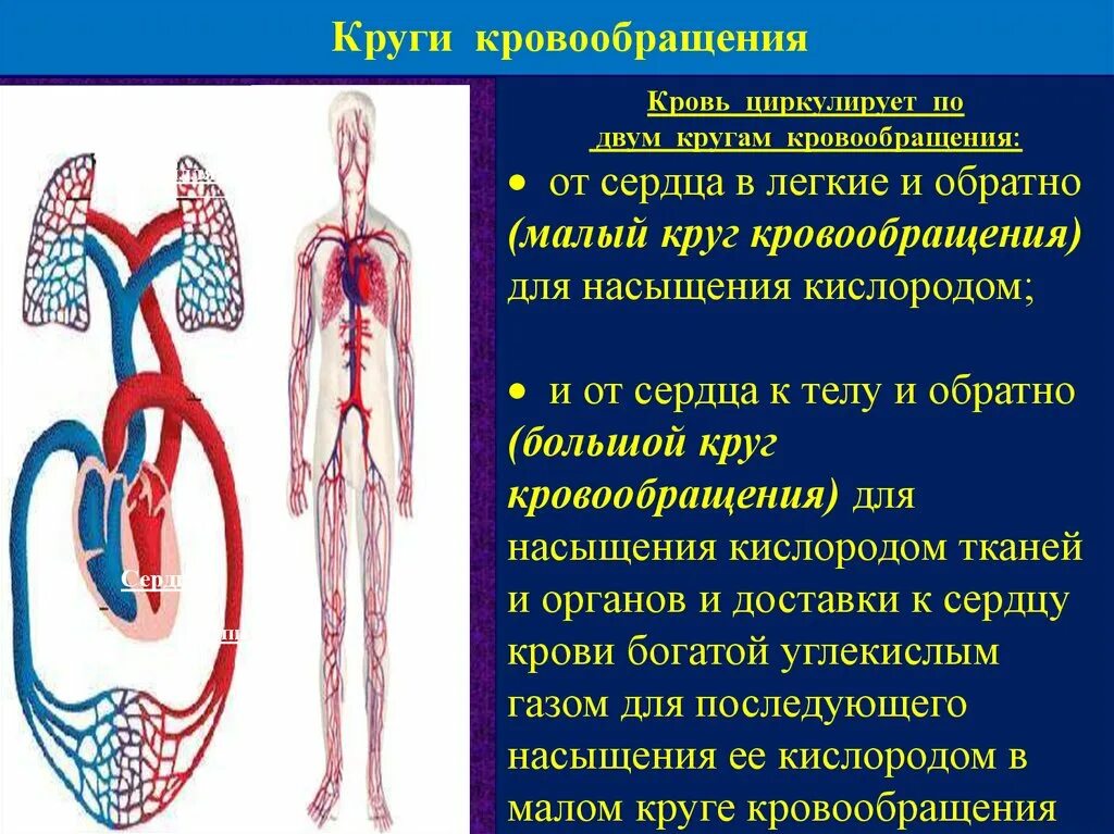 Кровь насыщается кислородом в легких