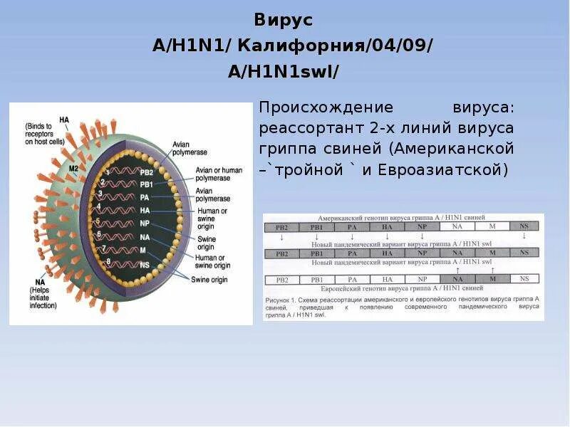 Грипп н5. Вирус гриппа h1n1. Вирус гриппа h1n1 строение. Вирус гриппа а h1n1/09. Грипп типа а/h1n1.