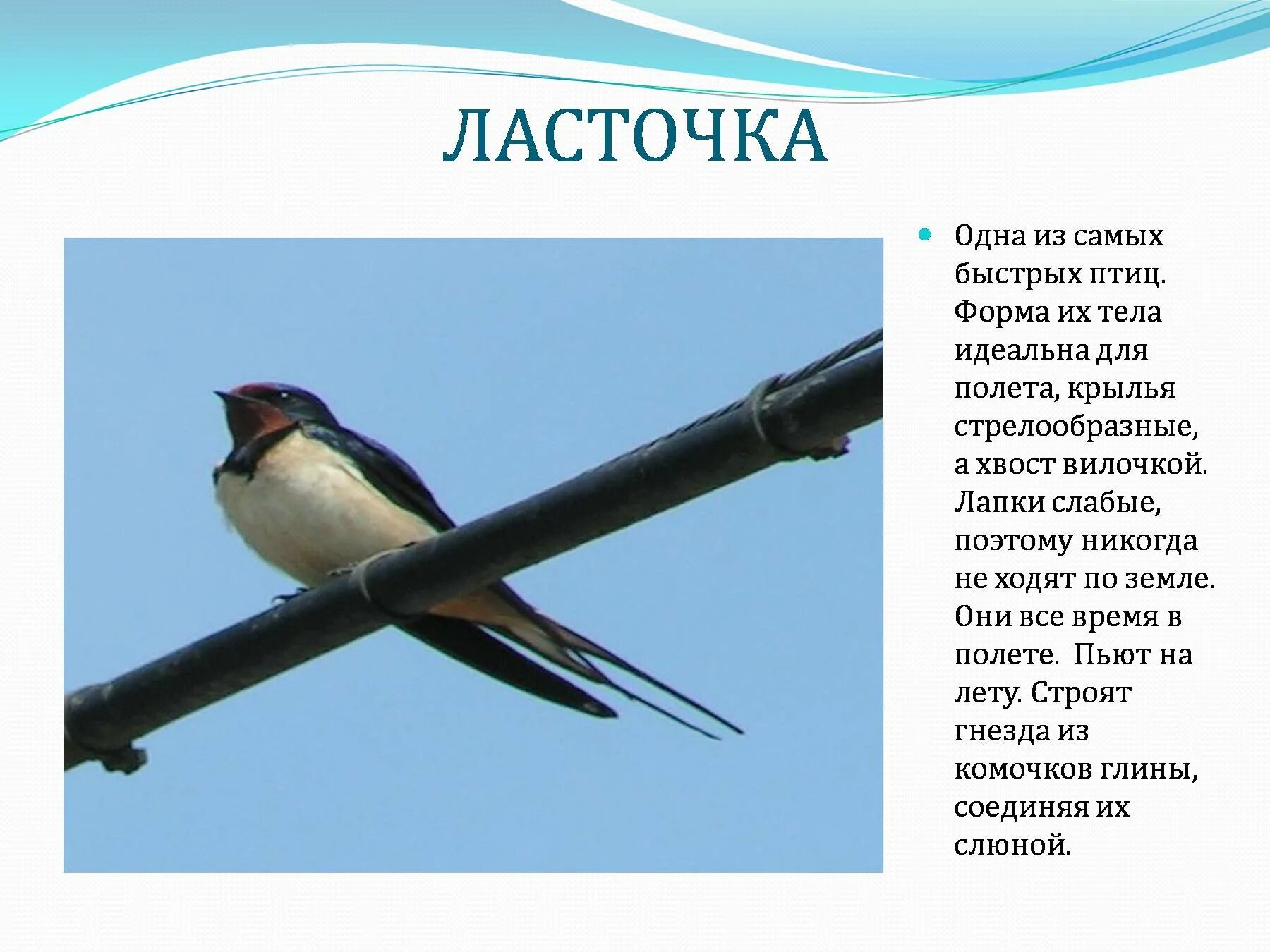 Текст про ласточку. Ласточка птица. Описание ласточки. Ласточка для презентации. Сообщение о Ласточке.