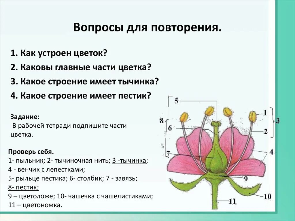 Биология 7 класс контрольная работа покрытосеменные растения. Пестик покрытосеменных растений. Главные части цветка. Расположение частей цветка на цветоложе. Какое строение имеет цветок.